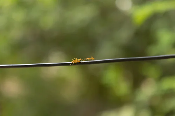 Красный муравей ходит черной веревкой, чтобы гнездо на зеленом фоне. размытие фона природы — стоковое фото
