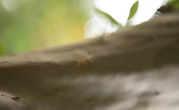 Ameise arbeitet auf Ast trockenes Holz, Makrofotografie für natürlichen Hintergrund — Stockfoto