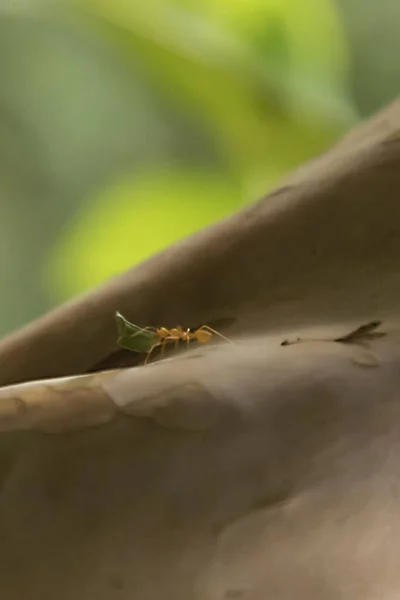 Formigas trabalhando muito duro. Folhas carinhosas. formiga andando na árvore na floresta , — Fotografia de Stock