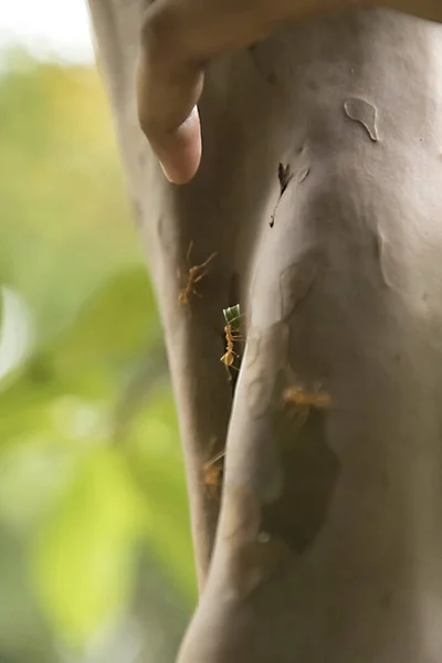 Ants working very hard. Caring leafs. ant walking on the tree in the forest, — Stock Photo, Image