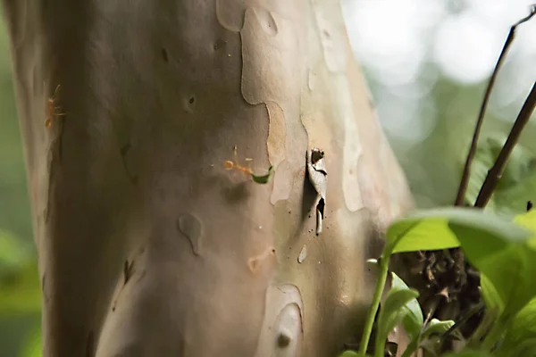 Mrówki ciężko pracują. Troskliwe liście. Mrówka spacerująca po drzewie w lesie, — Zdjęcie stockowe