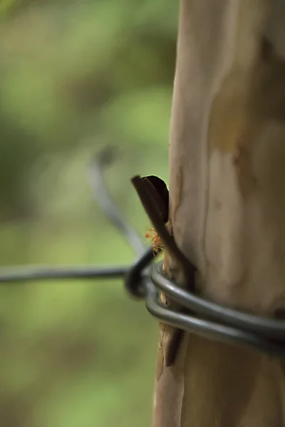 Formiche che lavorano su ramo di legno secco, macrofotografia per sfondo naturale — Foto Stock