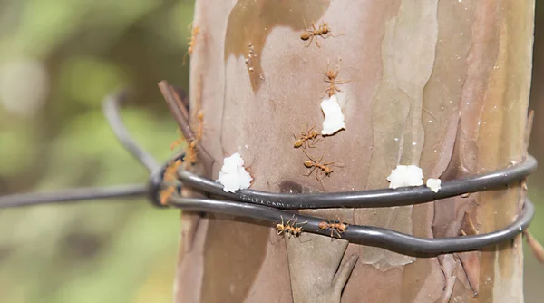 Semut merah atau semut api membawa sebutir beras, latar belakang alam — Stok Foto