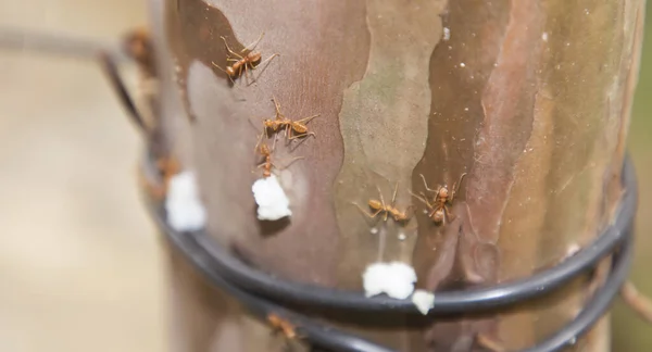 Uma formiga vermelha ou formigas de fogo carregando um grão de arroz — Fotografia de Stock