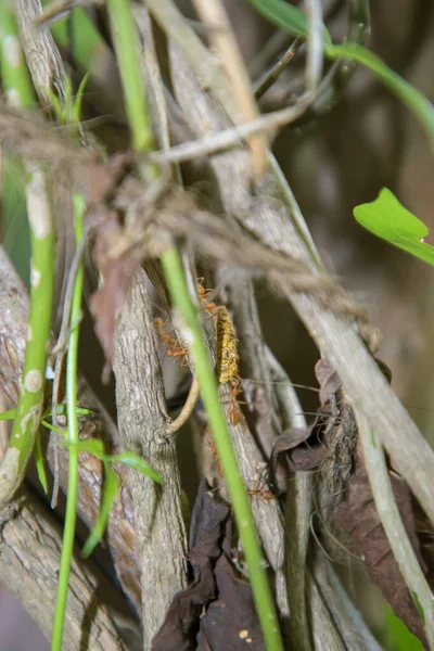 Hormiga trabajando en rama de madera seca, macrofotografía para fondo natural — Foto de Stock