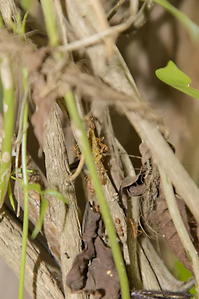 Karınca kuru odun dalında çalışıyor, makro fotoğraf da doğal arka plan için. — Stok fotoğraf