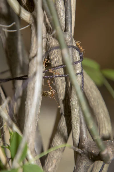 Ant bekerja pada cabang kayu kering, fotografi makro untuk latar belakang alam — Stok Foto