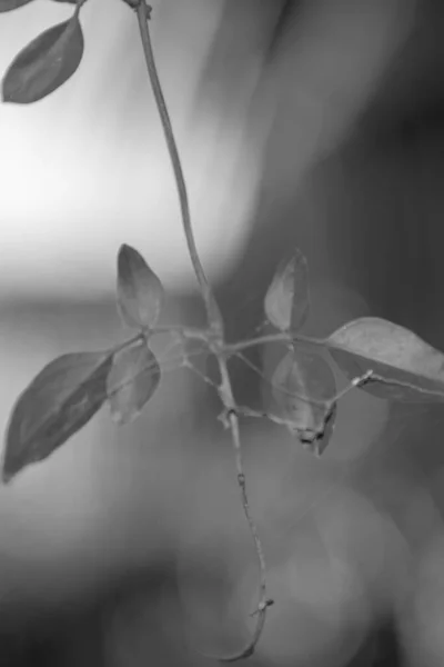 하얀 보케 배경에 있는 신선하고 푸른 잎들, 흑백의 잎들 — 스톡 사진