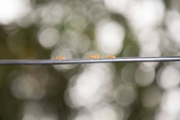 红蚂蚁在黑绳上行走的背景分析 — 图库照片