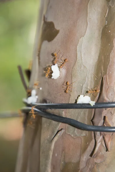 Een rode mier of vuurmieren met een rijstkorrel — Stockfoto