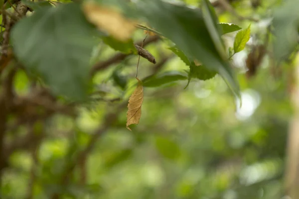 Gelbes, oranges, goldenes, grünes Waldblatt. Natur im Herbst. Nahaufnahme von getrockneten Blättern, die an den Ästen der Bäume hängen. — Stockfoto