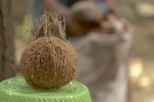 Közelről friss kókuszdió a természet háttér, Man gyűjteni kókuszdió szál elmosódott háttér — Stock Fotó