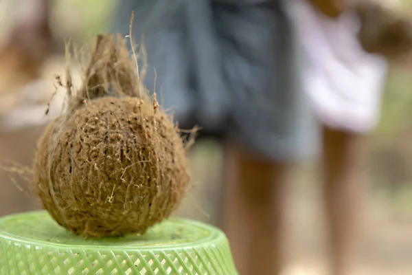 Friss kókuszdió közelsége a természetben, — Stock Fotó