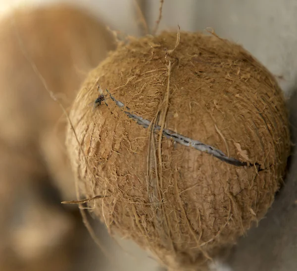 Tembakan jarak dekat Fokus pada kelapa yang meledak di tanah — Stok Foto