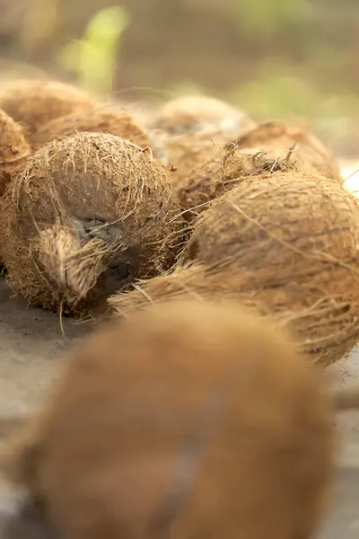 Szekrény friss barna kókuszdió a földön — Stock Fotó