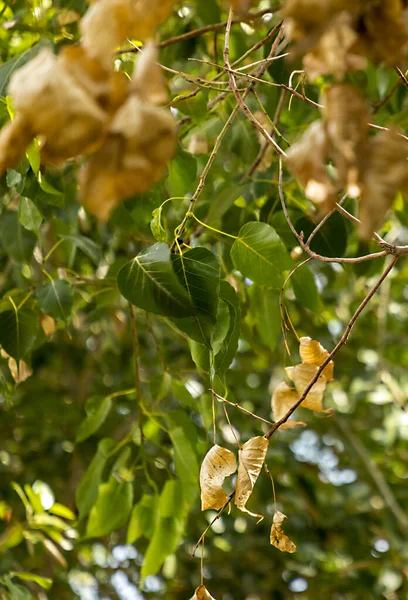 Geel, oranje, gouden, groen bosblad. Natuur in de herfst. Sluiten van gedroogde bladeren hangend aan de takken van bomen. — Stockfoto