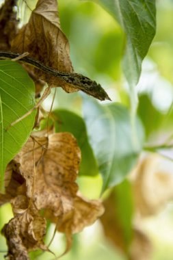 yeşil yapraklı kuru yeşil Asya sarmaşık yılanı,