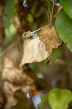 yeşil yapraklı kuru yeşil Asya sarmaşık yılanı,