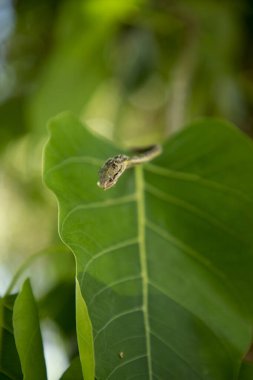 Yeşil yaprakların üzerinde duran yeşil bir Asya asma yılanı portresi,
