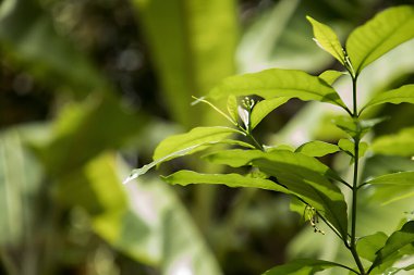 Genç yeşil huş ağacı ve yaprakları baharda