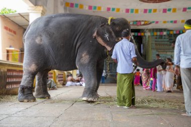 Hint Tapınağının Önündeki Fil