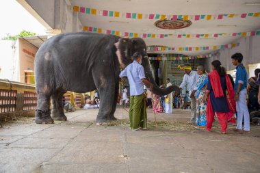 Chennai, Hindistan - 23 Ağustos 2019: Fil Hint tapınağındaki bir halkı kutsadı