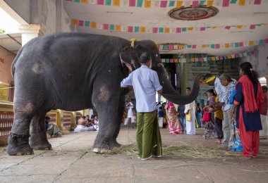 Chennai, Hindistan - 23 Ağustos 2019: Fil kutsanmış kadın tapınakta, Hindistan.