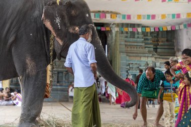 Chennai, Hindistan - 23 Ağustos 2019: Fil Hint tapınağındaki bir halkı kutsadı