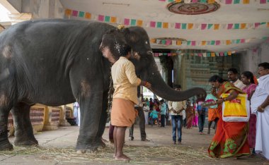 Chennai, Hindistan - 23 Ağustos 2019: Fil Hint tapınağındaki bir halkı kutsadı