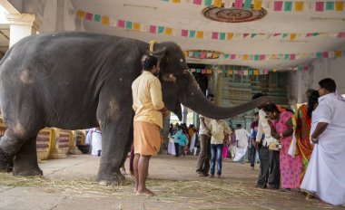 Chennai, Hindistan - 23 Ağustos 2019: Fil Hint tapınağındaki bir halkı kutsadı