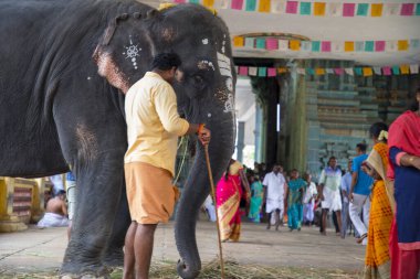 CHENNAI, INDIA - August 23, 2019: Closeup Elephant at Hindu temple, India.