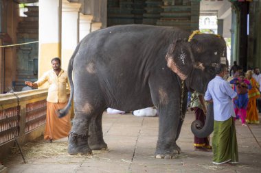 Chennai, Hindistan - 23 Ağustos 2019: Hint Tapınağının Önündeki Fil