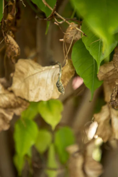 Mort sec vert asiatique serpent de vigne sur feuille verte , — Photo