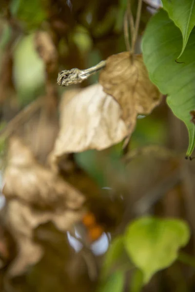 Martwy suchy zielony azjatycki wąż winorośli na zielonym liściu, — Zdjęcie stockowe