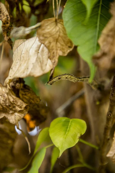 Mort sec vert asiatique serpent de vigne sur feuille verte , — Photo