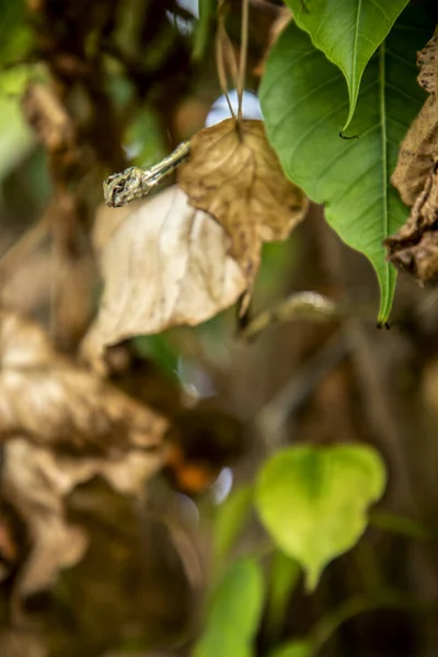 Tote trockene grüne asiatische Weinrebenschlange auf grünem Blatt, — Stockfoto