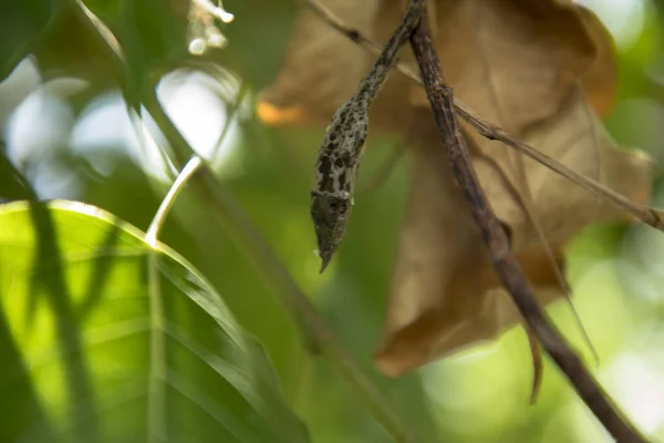 Mort sec vert asiatique serpent de vigne sur feuille verte , — Photo