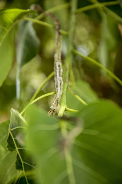 Mignon petit serpent vert (serpent fouet oriental) sur la nature tropicale feuilles vertes arbre, faune concept de nature . — Photo