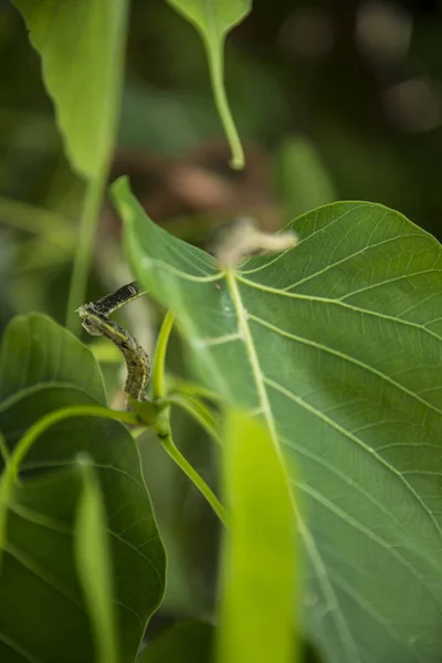 Serpiente de vid verde sobre hojas verdes rama de árbol, cabeza serpiente verde sobre hoja verde . — Foto de Stock