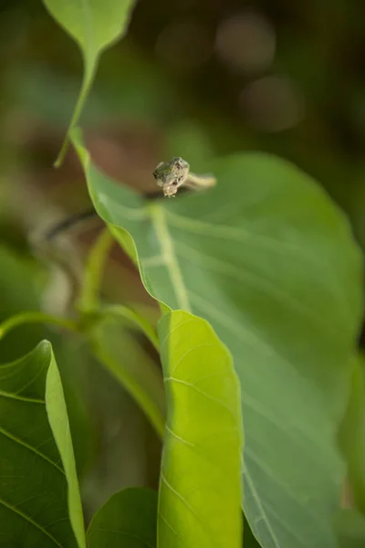 Yeşil yaprakların üzerinde duran yeşil bir Asya asma yılanı portresi, — Stok fotoğraf