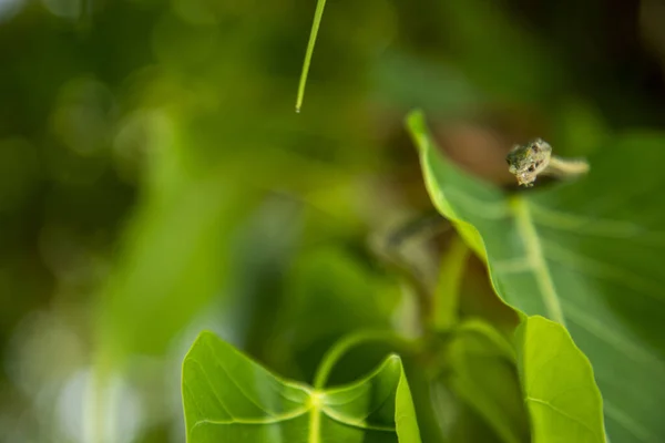 Green vine snake on green leaf, head green snake closeup photograph of with green leafs