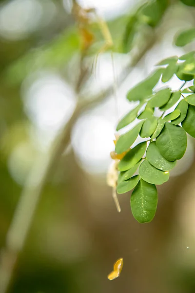 Gałąź z sałatą i zielonymi liśćmi na tle — Zdjęcie stockowe