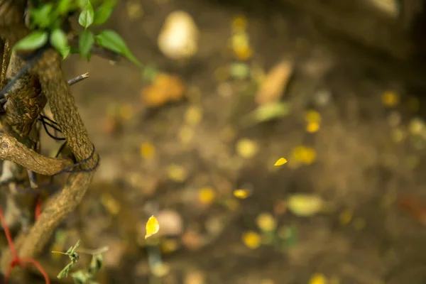 Close-up natuur uitzicht op groen blad op wazig groen achtergrond in de tuin met kopieerruimte met behulp van als achtergrond natuurlijke groene planten landschap — Stockfoto