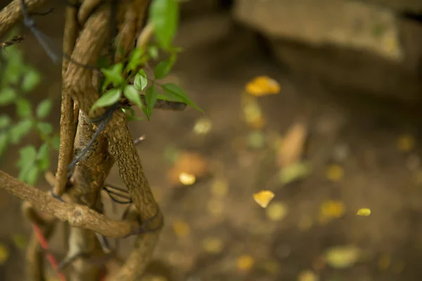 Close-up natuur uitzicht op groen blad op wazig groen achtergrond in de tuin met kopieerruimte met behulp van als achtergrond natuurlijke groene planten landschap — Stockfoto