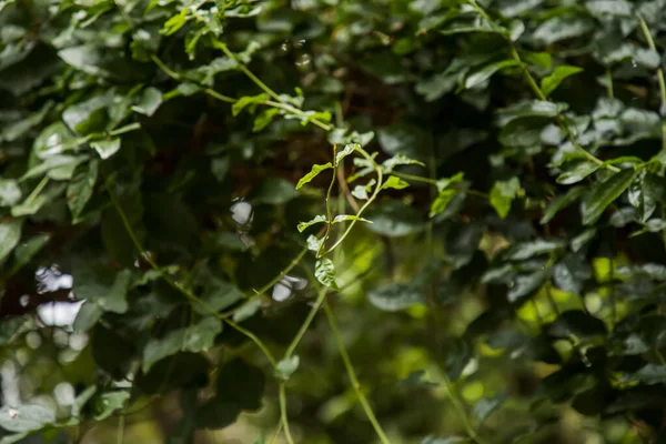 Tropische Baumblätter mit grün verschwommenem Hintergrund — Stockfoto