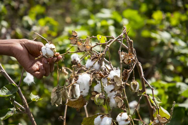 Homme cueillant du coton dans un champ indien — Photo