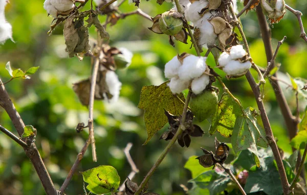 Coton plante gros bourgeon avec feuille verte — Photo