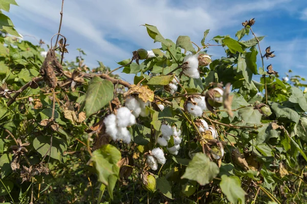Boule de coton fermée, Fleurs de coton prêtes pour la récolte, Arbre de coton . — Photo