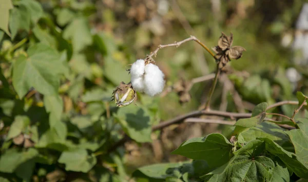 Gros plan de fleur et bourgeon de coton mûri . — Photo