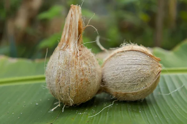 Dois coco fresco com folha de banana verde no fundo da natureza . — Fotografia de Stock